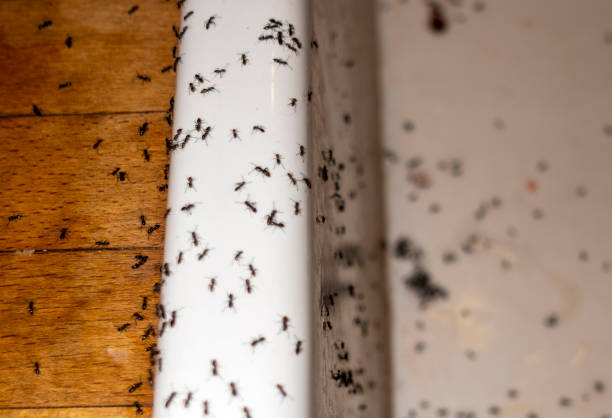 Best Pest Control Near Me  in Far Hills, NJ